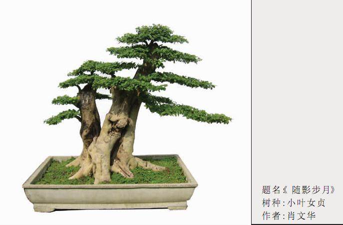 小叶女贞老桩盆景的发芽培育造型 图片