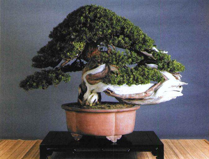 盆栽是日本的传统文化 有着悠久的的历史