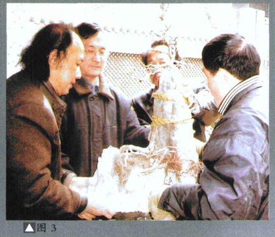 图解 盆景去腐保鲜 树石结合的制作方法