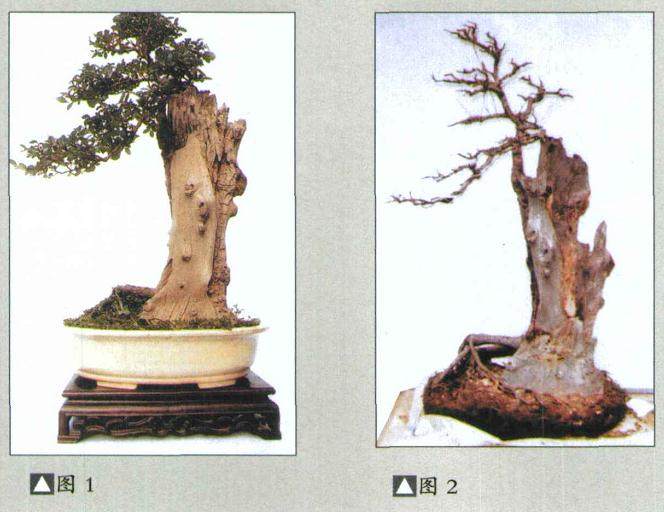 图解 盆景去腐保鲜 树石结合的制作方法