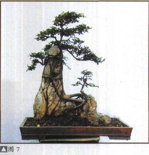 图解 盆景去腐保鲜 树石结合的制作方法