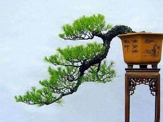 悬崖式松柏盆景的制作过程