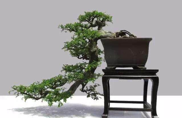 读者茶座 从理论上阐明了盆景的许多关键问题