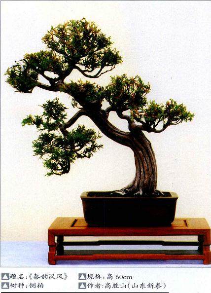 侧柏盆景的挖掘与栽培技术