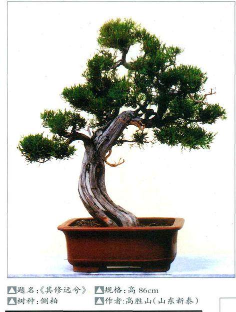 图解 侧柏老桩盆景怎样挖掘栽培的技术