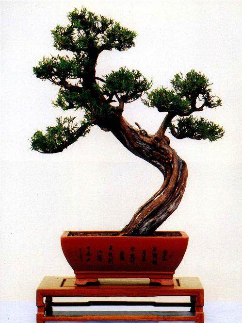 侧柏盆景的挖掘与栽培技术