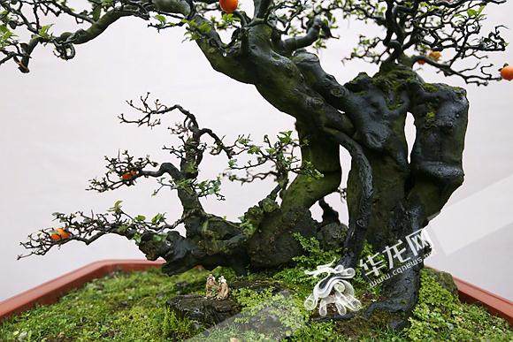 中国第四届精品盆景邀请展金奖作品《春华秋实》