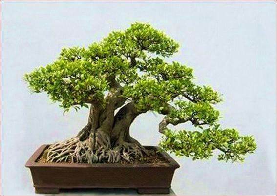 第四届中国风盆景展即将开幕