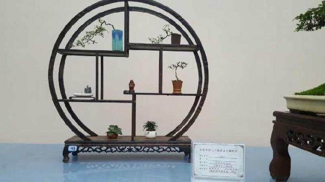 盆景培养至少花20年 精品价值惊人