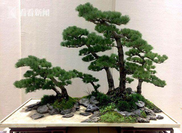 如派盆景这两天正在上海植物园火热展出