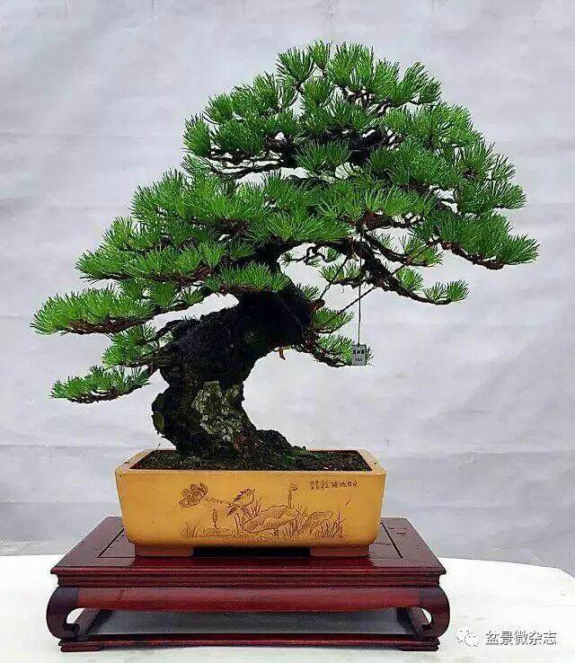 盆景大师黄敖训先生对工匠精神的诠释