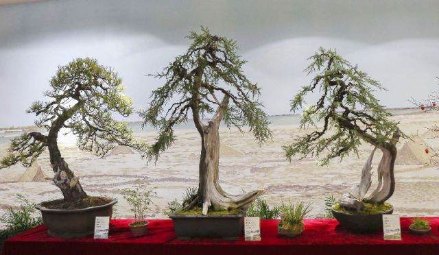 舟山一男子竟花十几万买盆景!