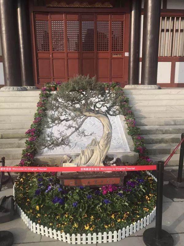 舟山一男子竟花十几万买盆景!