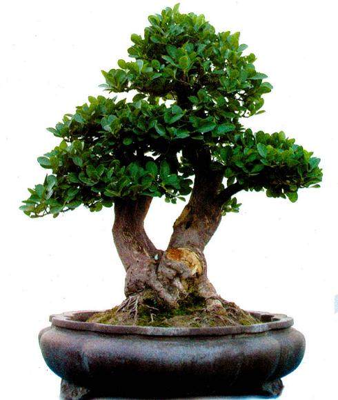 用于制作盆景的大叶黄杨一般用扦插、分株