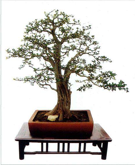 如何提高下山桩成活率?