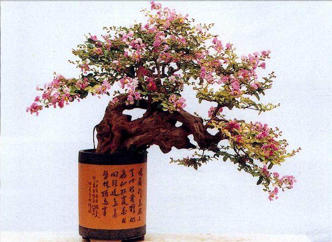 如何提高下山桩成活率?