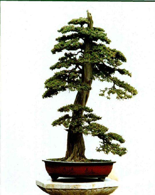 如何提高下山桩成活率?