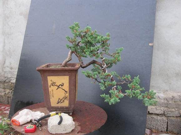 中国盆景艺术大师的评选标准应该与时俱进