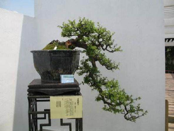 在盆景评选中 有如下种种可以理解的现象存在