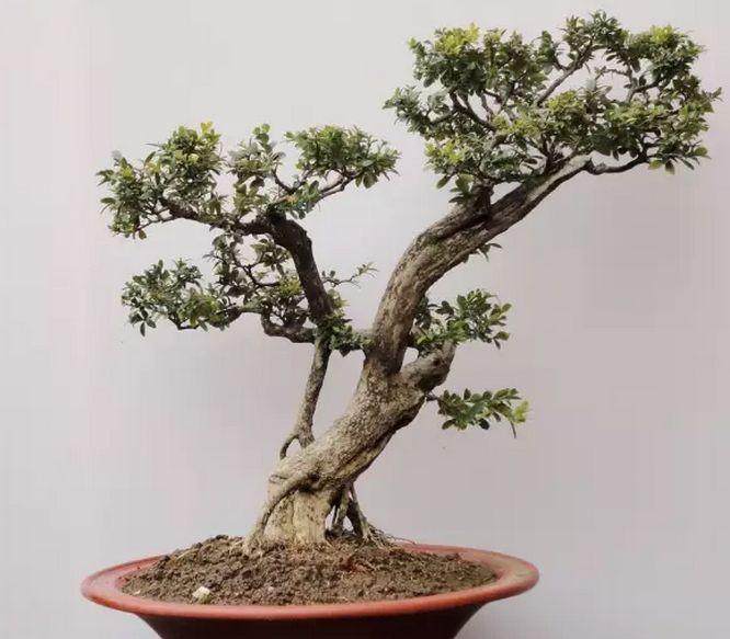 尧塘公路花园发展东路16号的鲍家盆景园正式开工