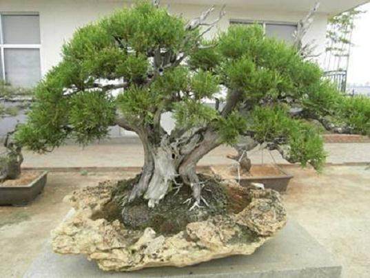 浇水问题一直是盆景普及的瓶颈 也是许多盆景死亡的原因之一