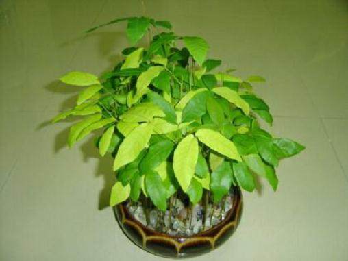 枇杷盆栽怎么用盆施肥的8个方法