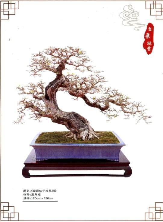 我感觉现在的《花木盆景》杂志办得越来越好 精美大气