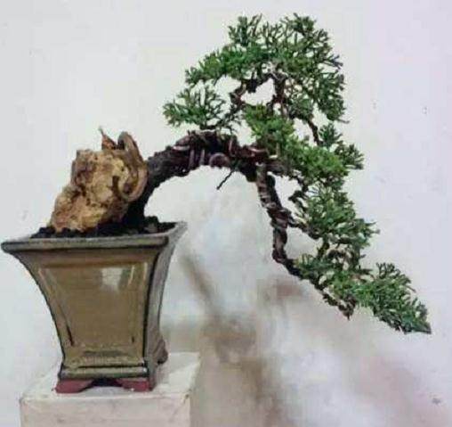 江苏南通开展盆景工职业技能竞赛