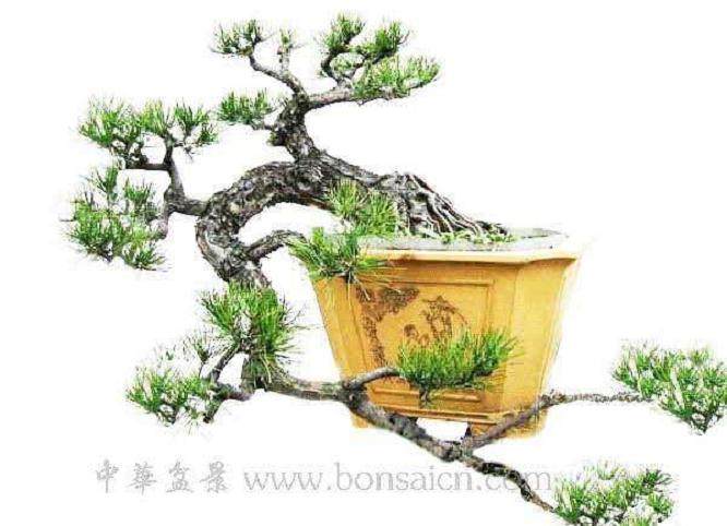 湖南常德举办首届盆景展览会