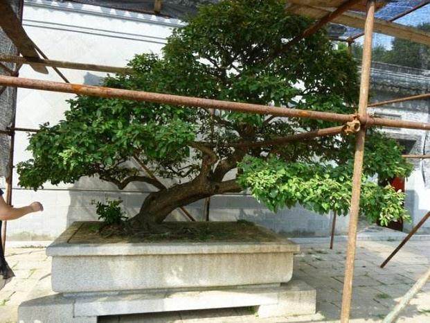 苏州 虎丘中国五大盆景流派一日138元/人