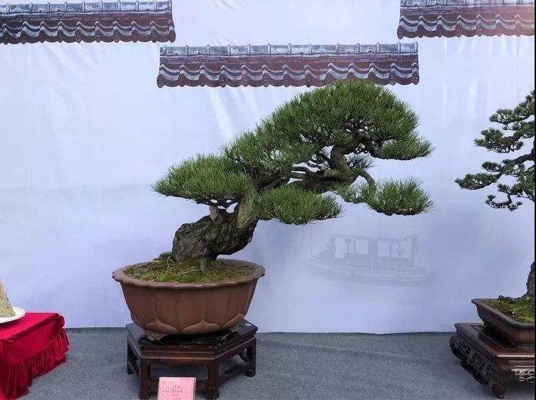 淮北民政局对淮北盆景艺术协会等4家社会组织作出撤销登记行政处罚