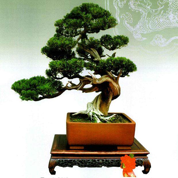 让丝雕在盆景艺术中 曲致委婉地描绘出了神奇的交点