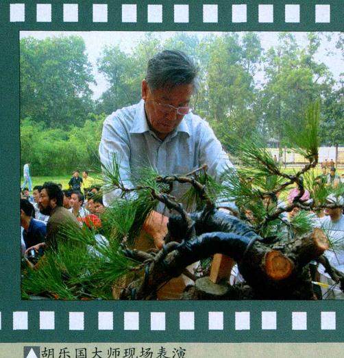 第七届中国盆景展览会10月6日在南京圆满降下帷幕