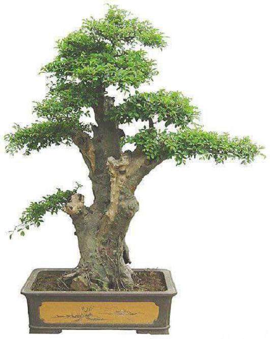 作为一个湖北盆景人 更应该走&ldquo;树石 丛林组合 多变&rdquo;之路