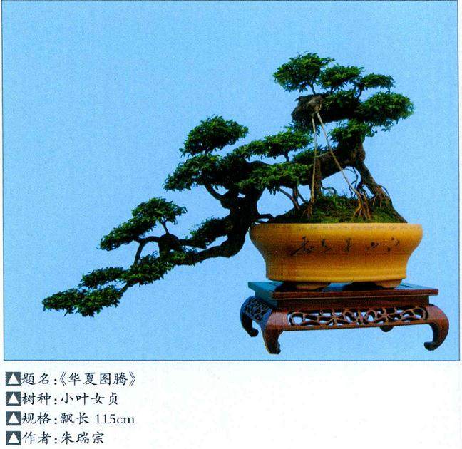 女贞盆景经八年培养与艺术制作 终于形成枝条老嫩有别