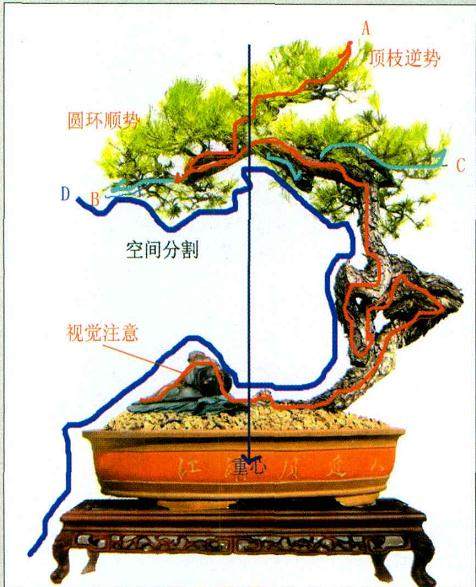 《醉》是韩学年先生众多山松中最为得意的盆景作品之一