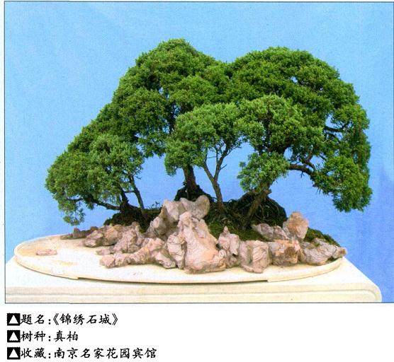 越冬是盆景栽培中的重要技术环节 事关盆景的生死存亡