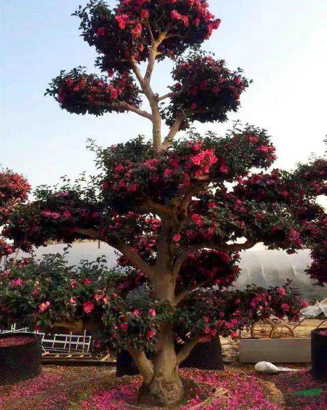 浙江第六届盆景艺术展览会顺利举行