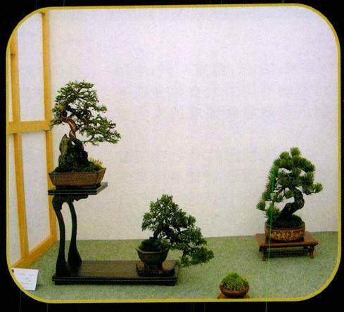 英国微型盆景协会主办的第三届英国微型盆景展