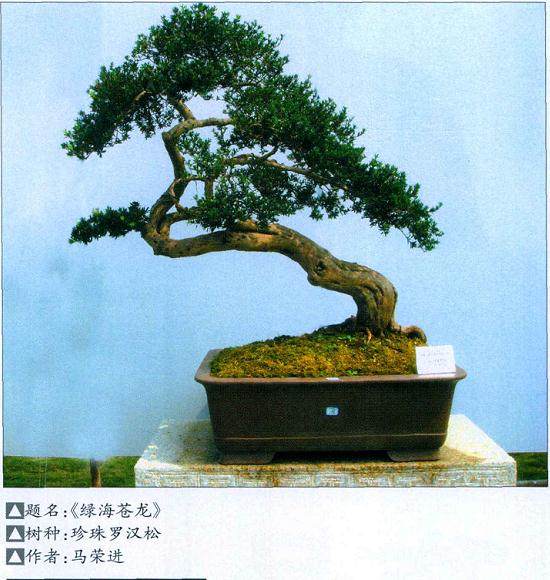 谈谈罗汉松盆景制作中的一些技巧