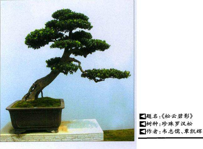 谈谈罗汉松盆景制作中的一些技巧