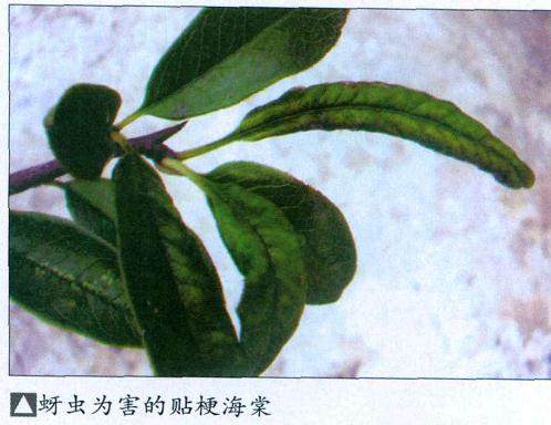 水旱盆景怎么病虫害防治的方法 图片