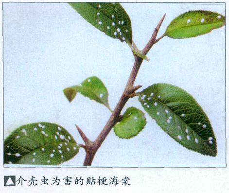 水旱盆景怎么病虫害防治的方法 图片