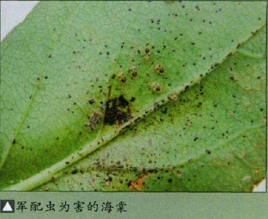 水旱盆景的病虫害及其防治与一般树木盆景相同