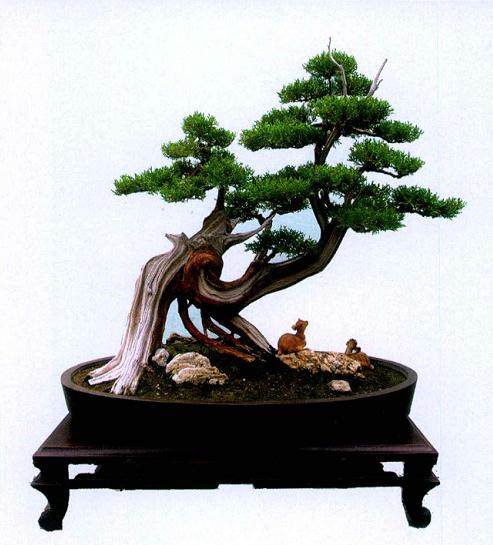 盆景摄影对照像机的要求并不太高 普通相机都能使用