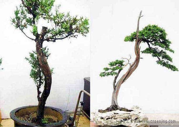 云霄县风光摄影展和盆景展