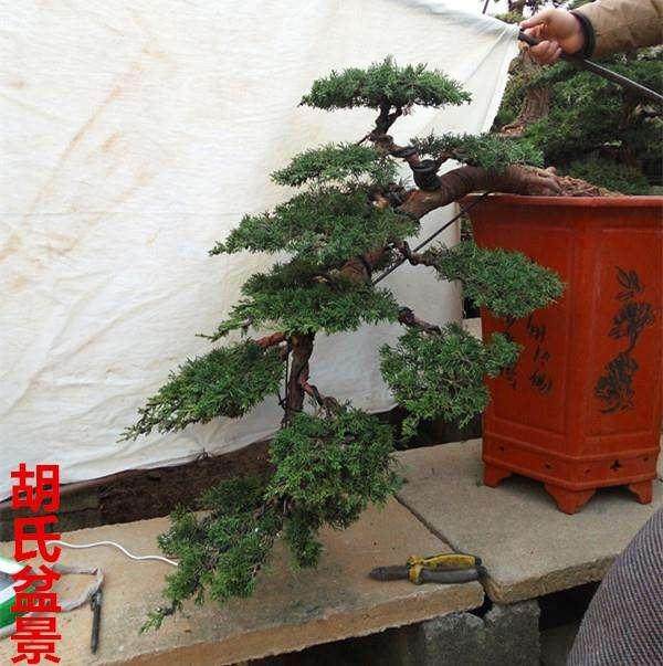 盆展是展示盆景创作成果并给人以美的享受的文化盛宴