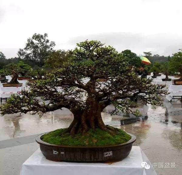 盆景展览至少有两项功能 一是交流技艺 二是扩大影响