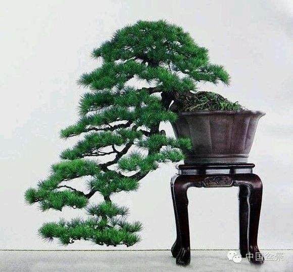 盆景展览的目的是让观众欣赏、品评、学习盆景