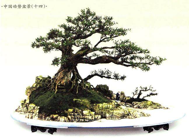 刘传刚谈中国动势盆景的制作标准